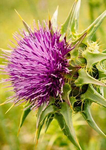 Milk Thistle - The Origins Earth - Media