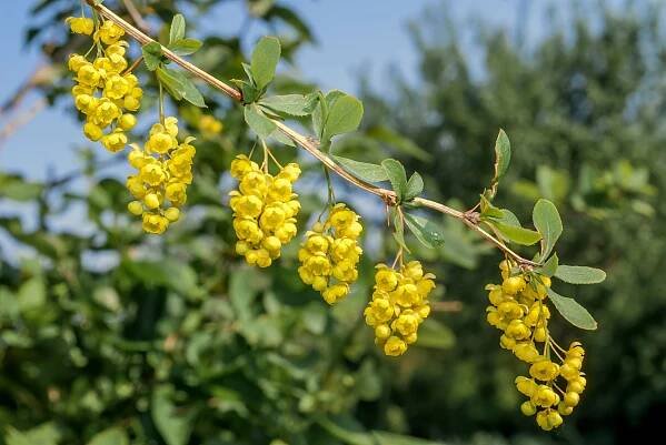 Projekt Neophyten - Balger Natur | Umwelt- und Naturschutz im Rheintal | Gemeinde Balgach