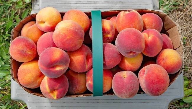 Peach Fuzz Is Not What You Think
