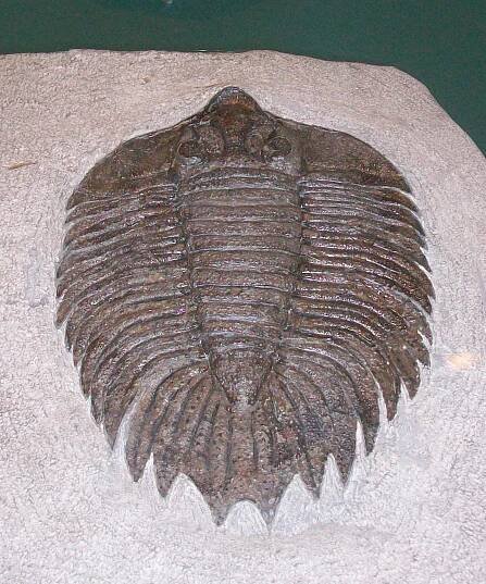 Arctinurus