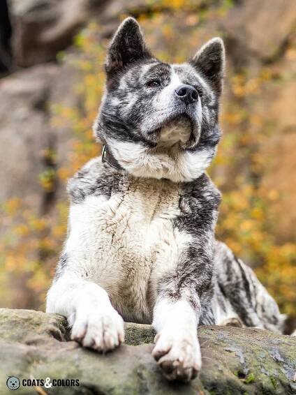 Japanese Akita Inu Coat Colors Brindle pattern
