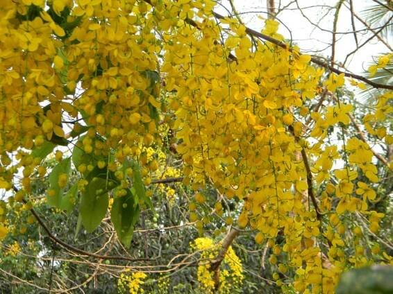 Cassia fistula - Wikimedia Commons