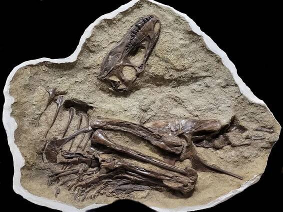 The prepared fossil of the juvenile Gorgosaurus containing Citipes legs.