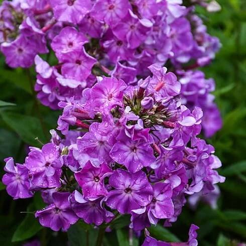 Flox EARLY PURPLE