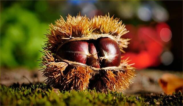 Kaštanovník setý Castanea Sativa
