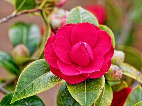 Photo Camellia-2.jpeg.  Click to redisplay small version of image.