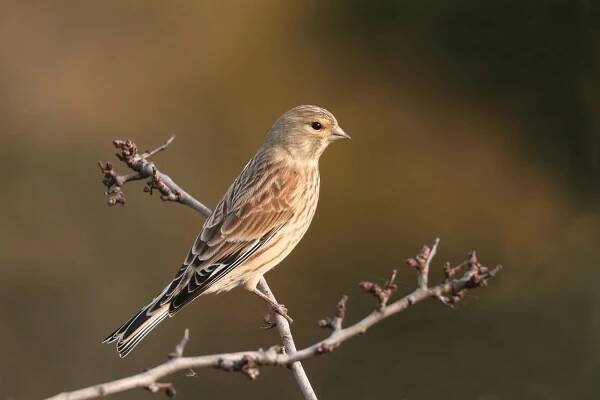 Fotografie „Konopka obecná (Carduelis cannabina)“