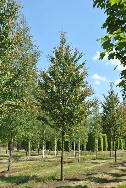 Acer rubrum SUMMER RED ('HOSR') | javor červený SUMMER RED ('HOSR') - Van den Berk školky