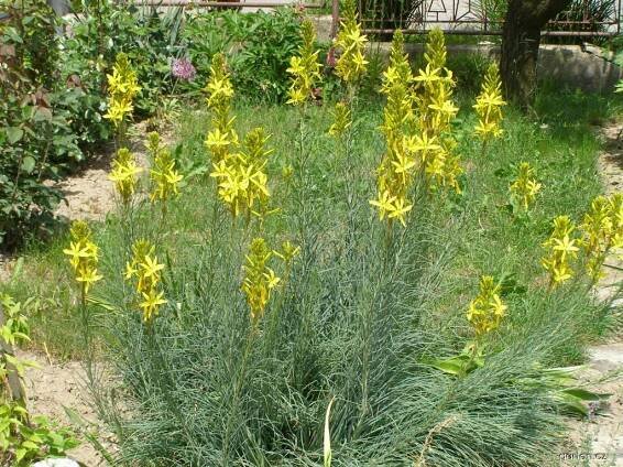 Asfodelína žlutá (Asphodeline lutea), rostlina