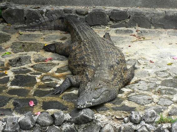 03 Krokodýl nilský madagaskarský,Mauritius