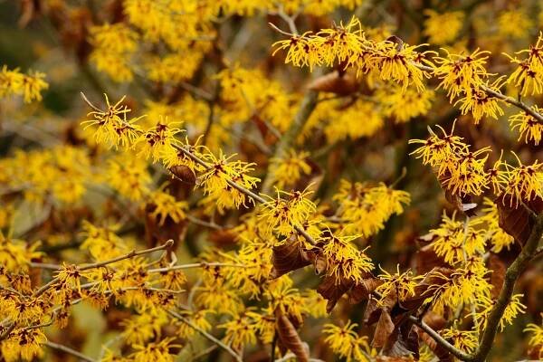 Witch hazel tree (Hamamelis virginiana)