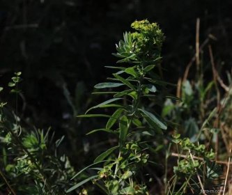 Pryšec obecný (Euphorbia esula)