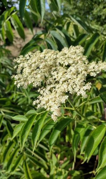 Sambucus