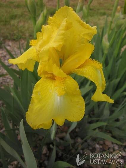 Iris barbata Lime Ripples | Zuzana Caspers | Autoři | iBotky.cz