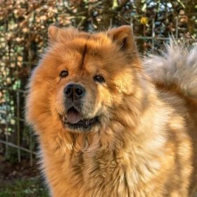 The Chow Chow: A Wonderful and Loyal Breed of Dog