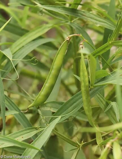Lathyrus sylvestris – hrachor lesní • Pladias: Databáze české flóry a vegetace