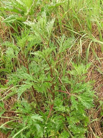 Artemisia vulgaris