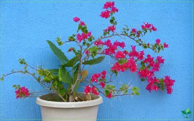 bougainvillea pot
