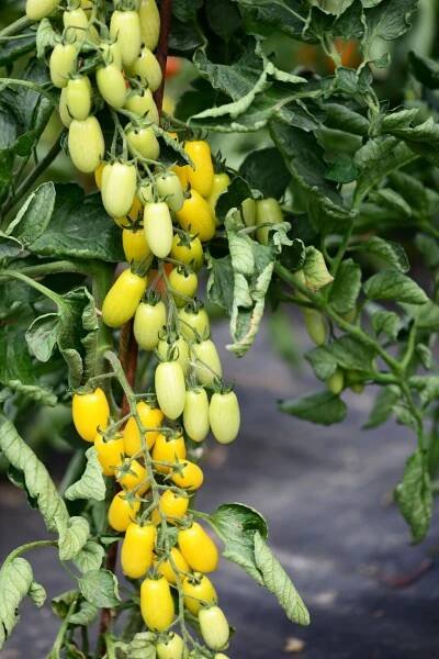 DATTOLIME