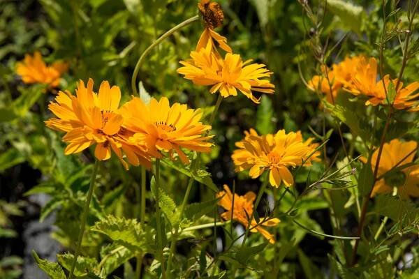 Janeba drsná 'Mars' - Heliopsis helianthoides 'Mars'