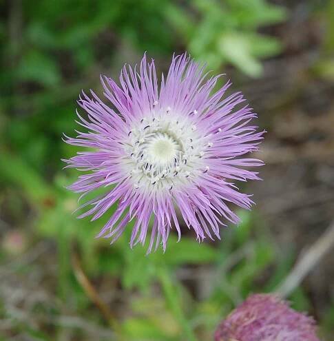 Centauria sp. 