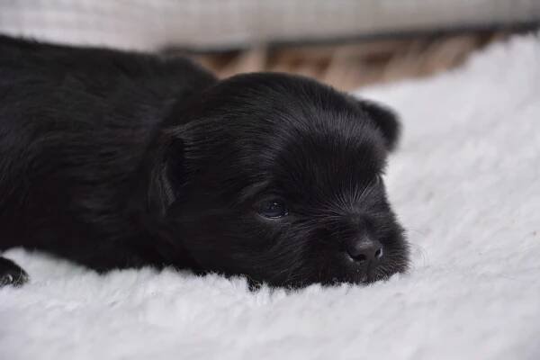 Eliot -Male Morkie