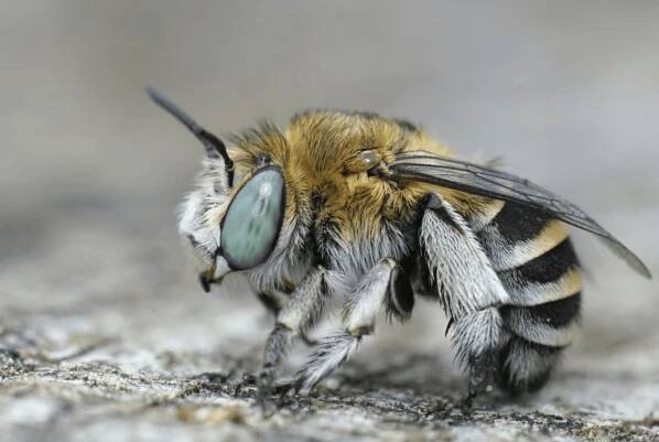 Digger Bees