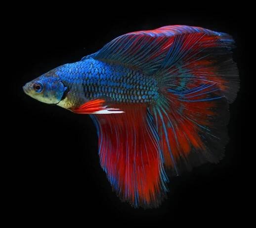 betta-splendens-bojovnice-pestra - Magazín - Zampi