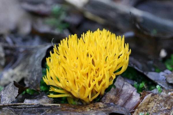 Universum: Das geheimnisvolle Leben der Pilze - Z filmu