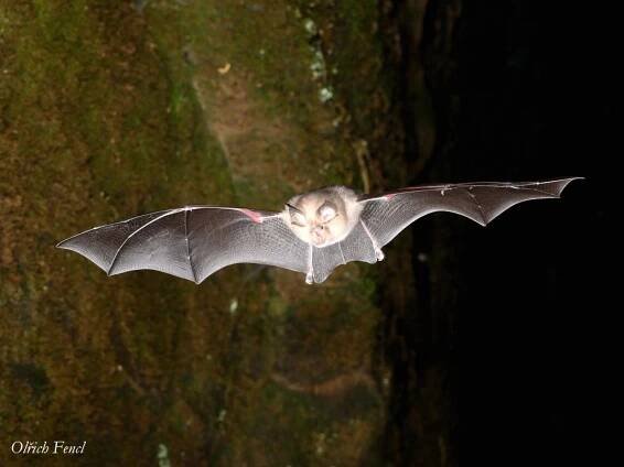 Teraz je správny čas vyvesiť búdku pre netopiere - BAT-MAN