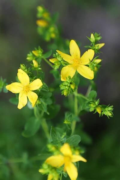 Category:Hypericum perforatum - Wikimedia Commons