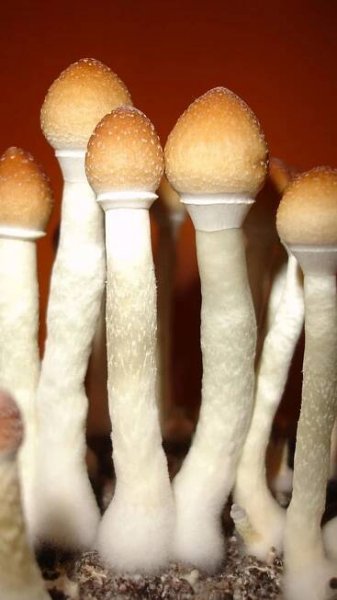 Psilocybe cunensis - lysohlávka kubánská