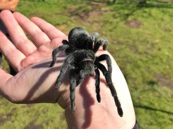 Black Tarantula Quiz: What Do You Know?