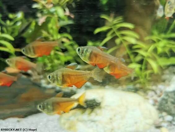 Tetra červená - Hyphessobrycon flammeus