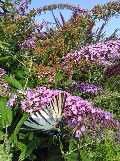 Komule Davidova - motýlí keř (Buddleia davidii)