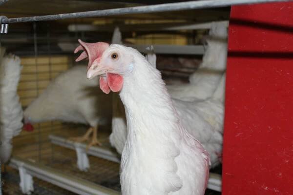 Vliv exogenních fytáz na retenci fosforu z krmné směsi bez použití anorganického zdroje fosforu u nosnic