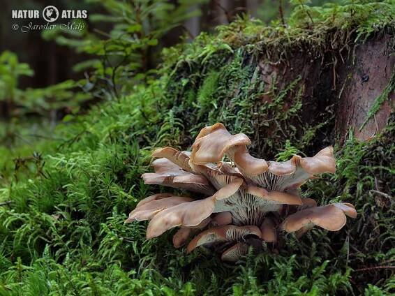 houžovec hlemýžďovitý (Lentinellus cochleatus)