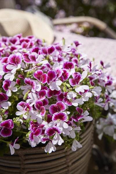 Pět tipů pro milovníky muškátů - Naše hobby pelargonie