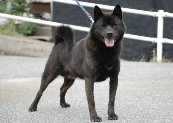 Kai Ken: The Japanese Tiger Dog (Breed Guide)