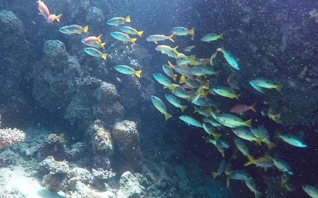About Sataya Reef - Al Thuraya Red Sea