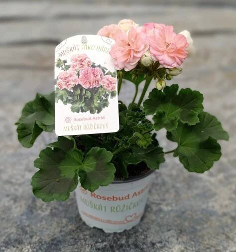 Muškát růžičkový (Pelargonium Rosebud Astrid), pr. kv. 13 cm nakoupit u OBI
