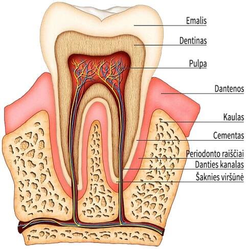 Endodontinis_gydymas