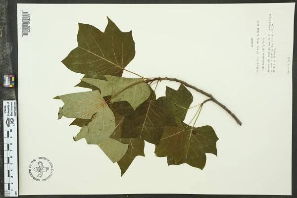 Liriodendron tulipifera - Species Page - APA: Alabama Plant Atlas 
