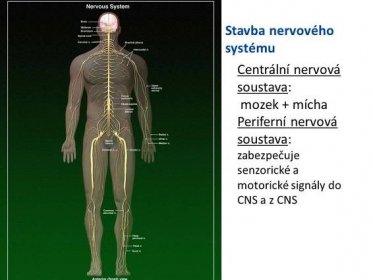Stavba nervového systému Centrální nervová soustava: mozek + mícha Periferní nervová soustava: zabezpečuje senzorické a motorické signály do CNS a z CNS