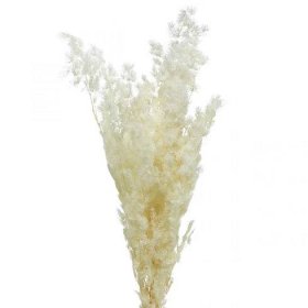 Chřest suchá dekorace bílá sušená okrasná tráva 80g