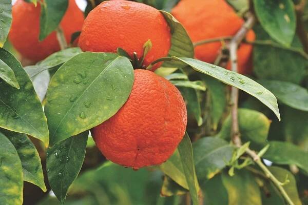 Mandarinovník Citrus reticulata - mandarinka (rostlina)