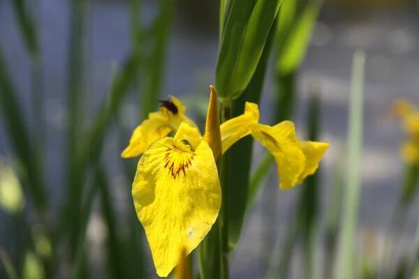 Soubor:Iris pseudacorus in natural monument Hlinir (4).JPG