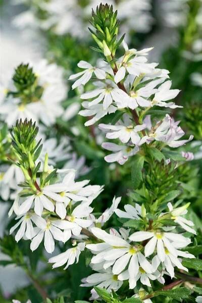 Scaevola aemula Ventia White , Vějířovka, K7
