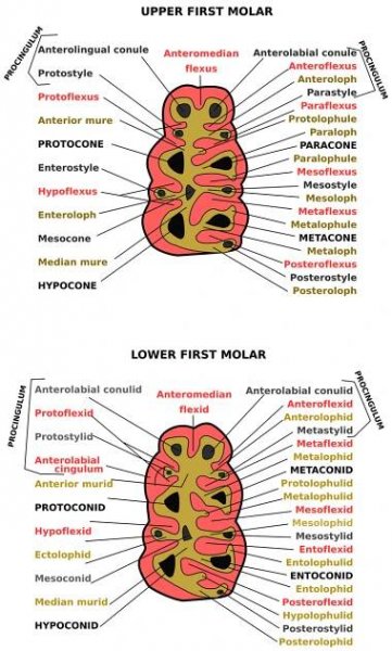 Glossary of mammalian dental topography - Wikipedia