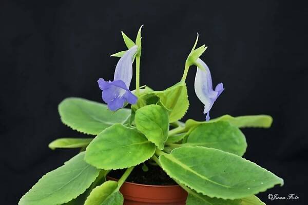 S. speciosa "Buzios" | Sinningia gloxinia